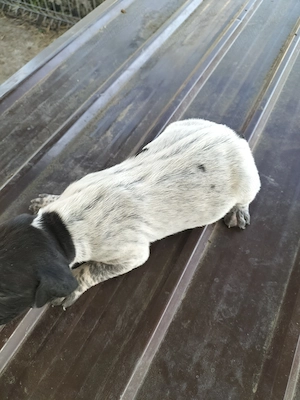 Căței brac german cu par scurt  - imagine 3