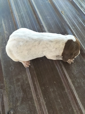 Căței brac german cu par scurt  - imagine 5