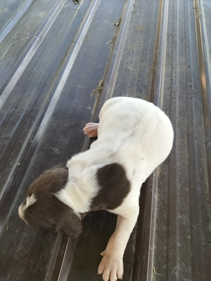 Căței brac german cu par scurt  - imagine 4