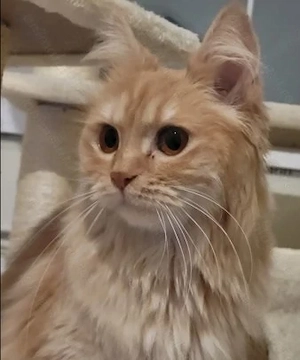 Pisica portocalie - persana - imagine 3