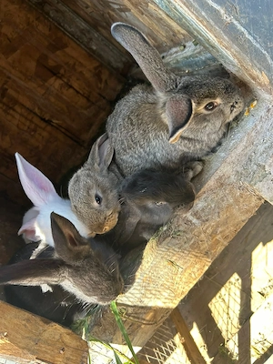 Vănd iepuri in Localitatea Mărtinești - imagine 5