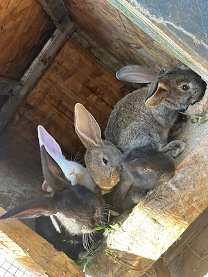 Vănd iepuri in Localitatea Mărtinești - imagine 2