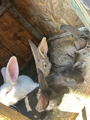 Vănd iepuri in Localitatea Mărtinești