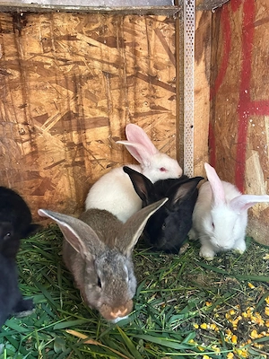 Vănd iepuri in Localitatea Mărtinești - imagine 3