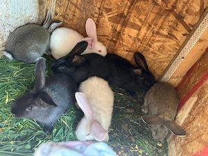 Vănd iepuri in Localitatea Mărtinești - imagine 4