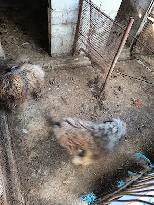 Pereche lagotto romagnolo  - imagine 3