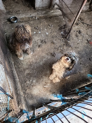 Pereche lagotto romagnolo  - imagine 2