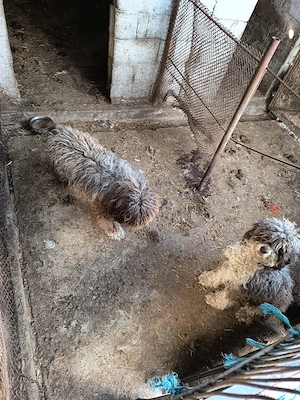 Pereche lagotto romagnolo  - imagine 4