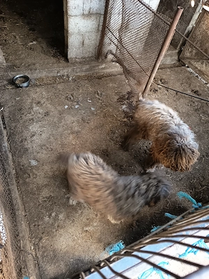 Pereche lagotto romagnolo  - imagine 5