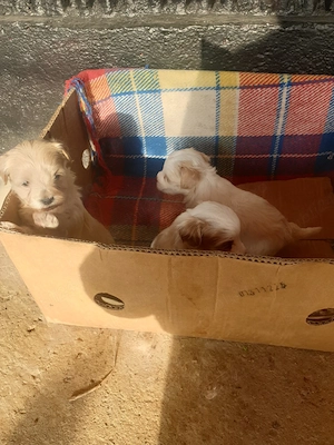 Bisonii Maltezi  - imagine 3