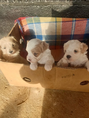 Bisonii Maltezi  - imagine 4