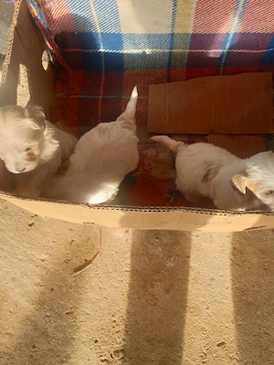 Bisonii Maltezi  - imagine 2