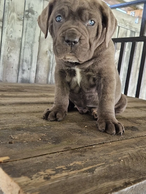 Cane Corso