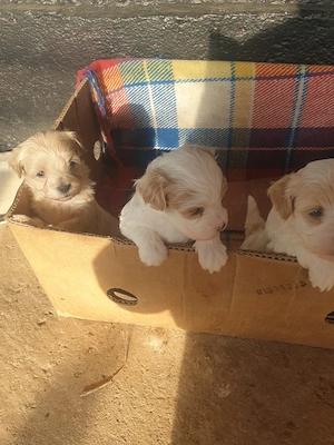 Bisonii Maltezi  - imagine 5