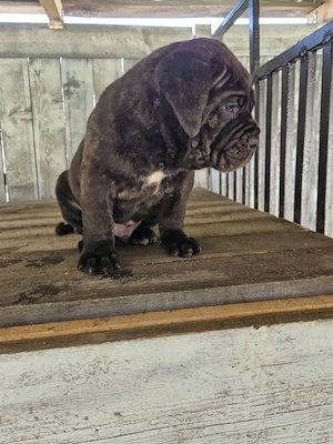 Cane Corso