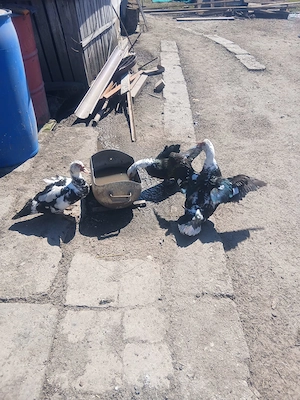 Rațe leșești de vânzare  - imagine 3