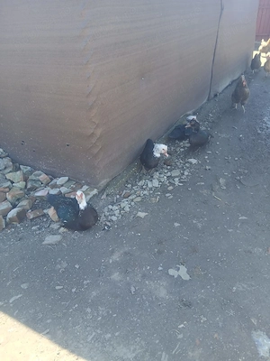 Rațe leșești de vânzare  - imagine 2