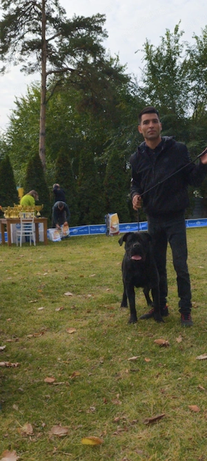 cane corso Achr fci top - imagine 5