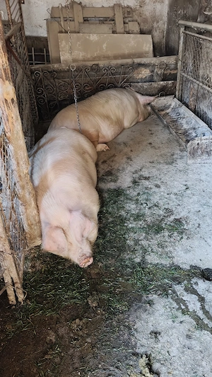 Porci de vânzare  - imagine 4