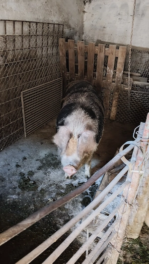 Porci de vânzare  - imagine 2