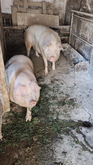 Porci de vânzare  - imagine 3