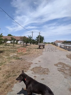 Ferma Zootehnică Mixtă – Cernateaz, Timiș | 9,5 ha | Hale Moderne, Casă 2019, Utilități Industriale - imagine 5