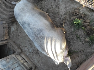 Porc de vânzare 