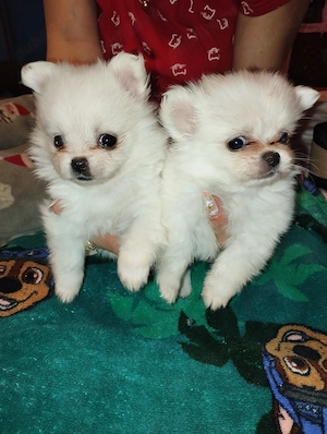 Pomeranian toy super