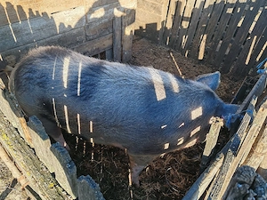 vand porc  - imagine 2