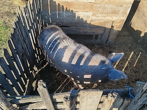 vand porc  - imagine 3