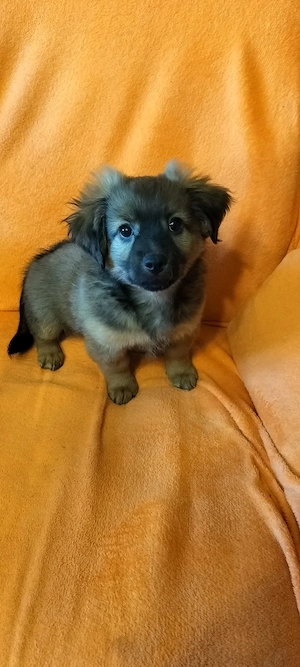 De vinzare 3 Pui Catei Pechinez  - imagine 5