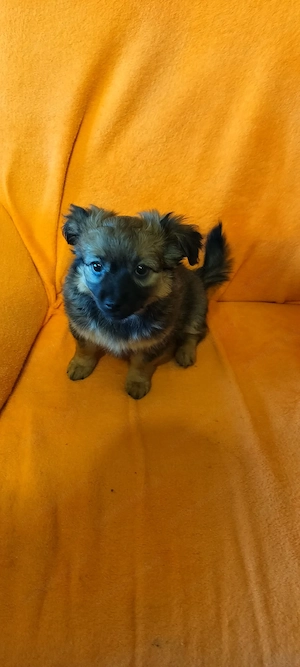 De vinzare 3 Pui Catei Pechinez  - imagine 4