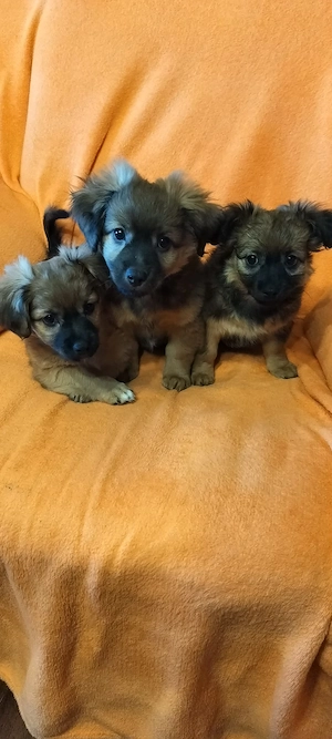 De vinzare 3 Pui Catei Pechinez  - imagine 2