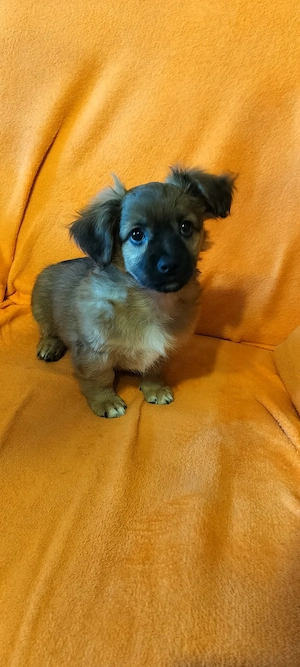 De vinzare 3 Pui Catei Pechinez  - imagine 3