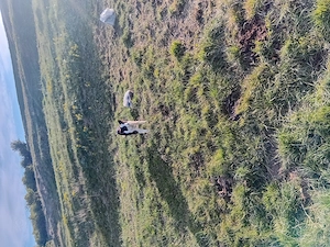 vand catelusa de intors originala  - imagine 3