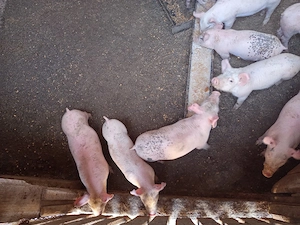 vand purcei pietran - imagine 3