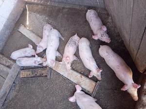 vand purcei pietran - imagine 2