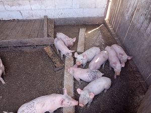 vand purcei pietran - imagine 4