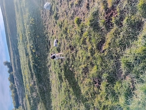 vand catelusa de intors originala  - imagine 4