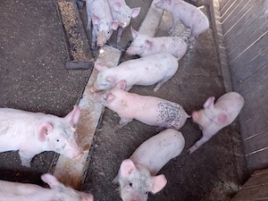 vand purcei pietran - imagine 5