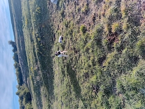 vand catelusa de intors originala  - imagine 2