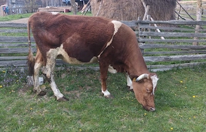 Vând vacă gestantă în 8 luni jumate  - imagine 2