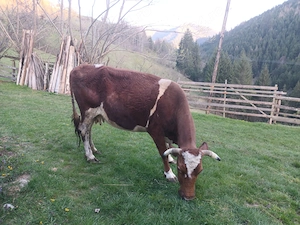 Vând vacă gestantă în 8 luni jumate 