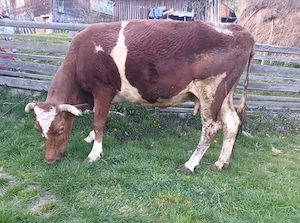 Vând vacă gestantă în 8 luni jumate  - imagine 3