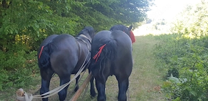 Iurovici Maria  - imagine 2