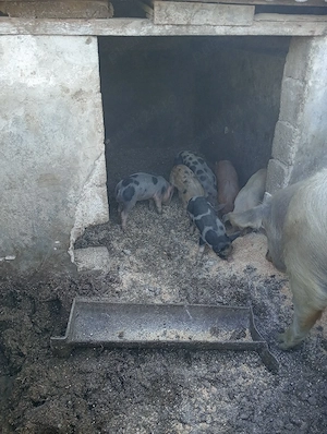 Vând 6 purcei de 6 saptamani mai multe detalii la telefon  - imagine 2