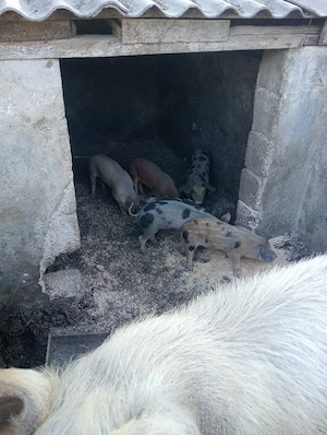 Vând 6 purcei de 6 saptamani mai multe detalii la telefon 