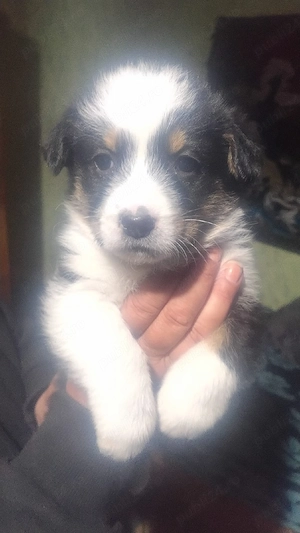 vand ciobaesc mioritic - imagine 5