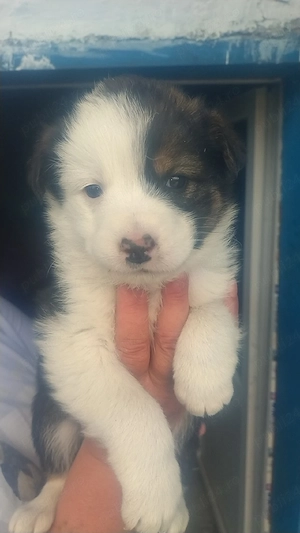 vand ciobaesc mioritic - imagine 4