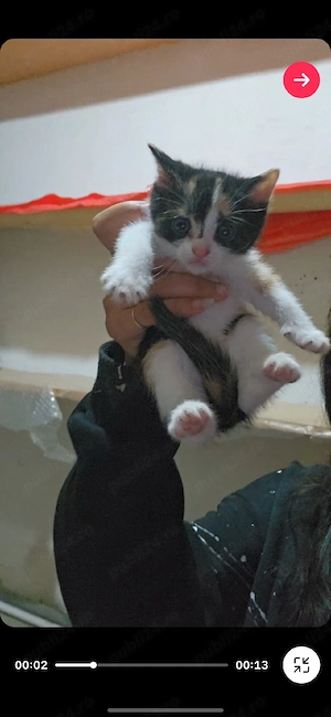 pisica mica de adoptat  - imagine 3